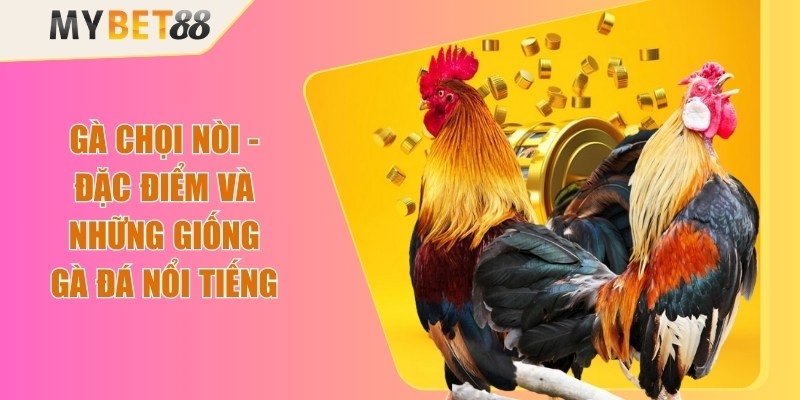 Gà Chọi Nòi - Đặc Điểm Và Những Giống Gà Đá Nổi Tiếng